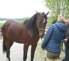 Fine Whos´s Who hälsar på en av sina många ägare. Foto; A.Lindblom/Travkompaniet